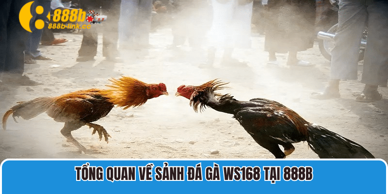 Đá Gà WS168 Tại 888B Có Tỷ Lệ Trúng Thưởng Cao Số 1 Hiện Nay 2 Tổng quan về sảnh đá gà WS168 hấp dẫn top 1